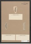 Amphora oculus A. S. (de-Toni-Nr.: Genus 36, Species 1661) Zeichnungen Sammlung Grunow Nr. 3180 (NHMW-BOT-W0370623)